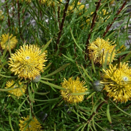 Isopogon anemonifolius