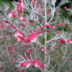 Grevillea lavendulacea penola