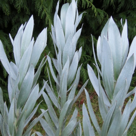 Leucadendron argenteum