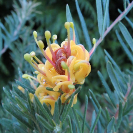 Grevillea Jessica MMEA®