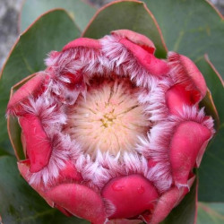 Protea grandiceps