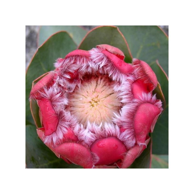 Protea grandiceps