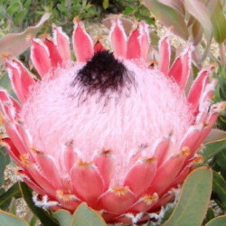 Protea 'Atlantic queen'