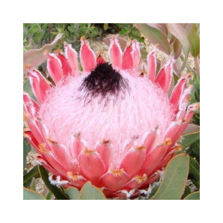 Protea 'Atlantic queen'