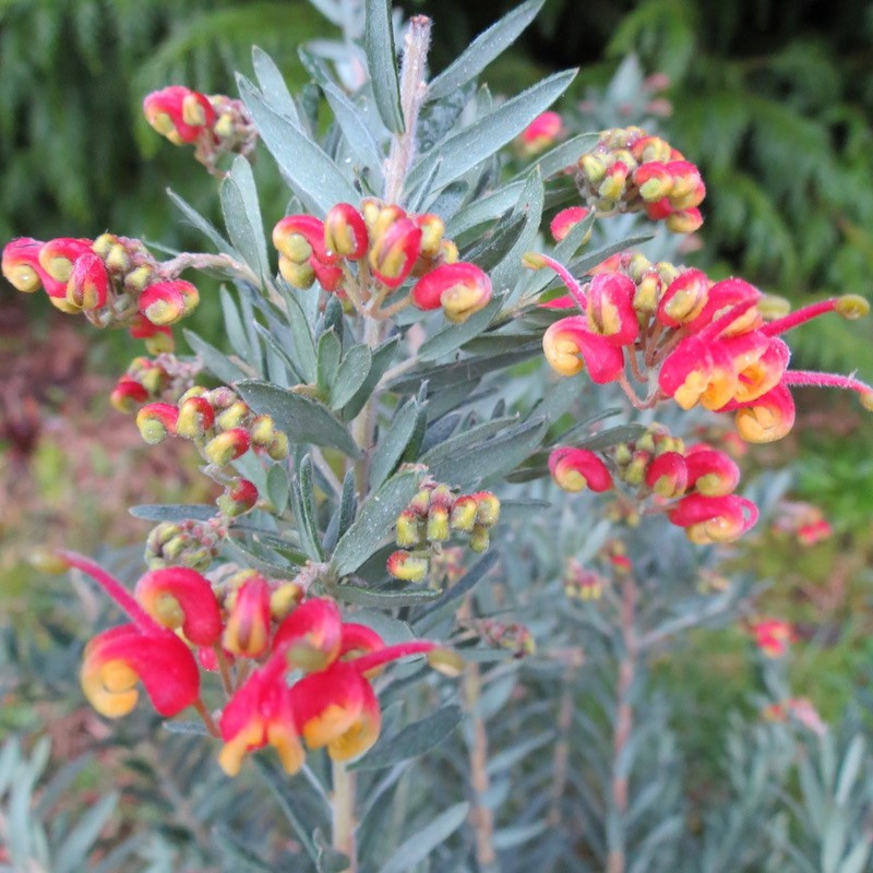 Grevillea fireworks MMEA® DAPS