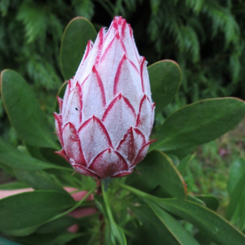 Protea 'little prince'