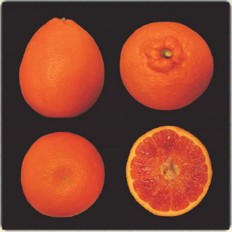 Citrus sinensis tarocco