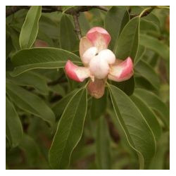 Magnolia officinalis 