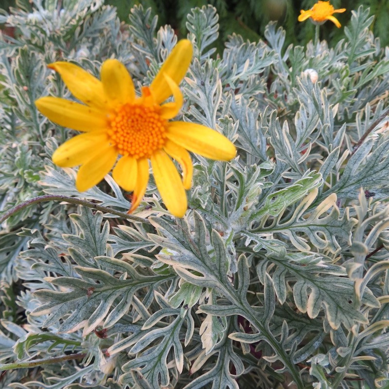 Euryops pectinatus sunshine®