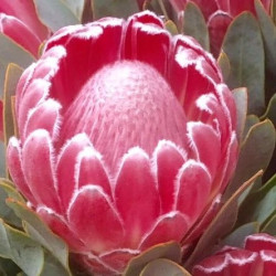 Protea 'Lady Di'