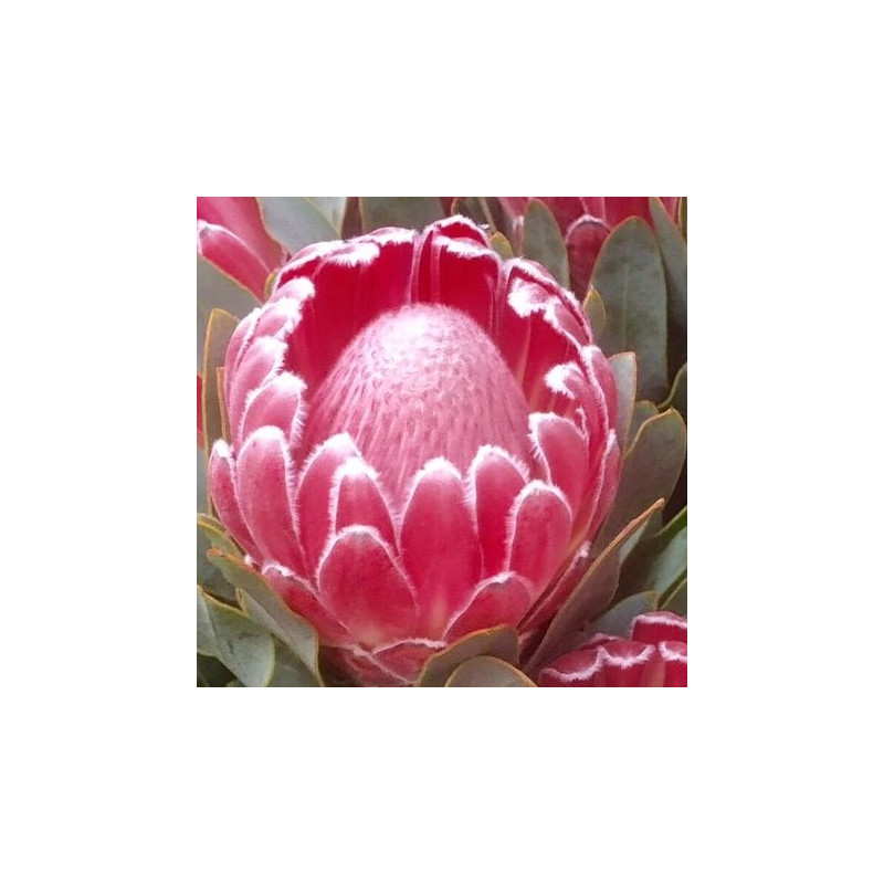 Protea 'Lady Di'