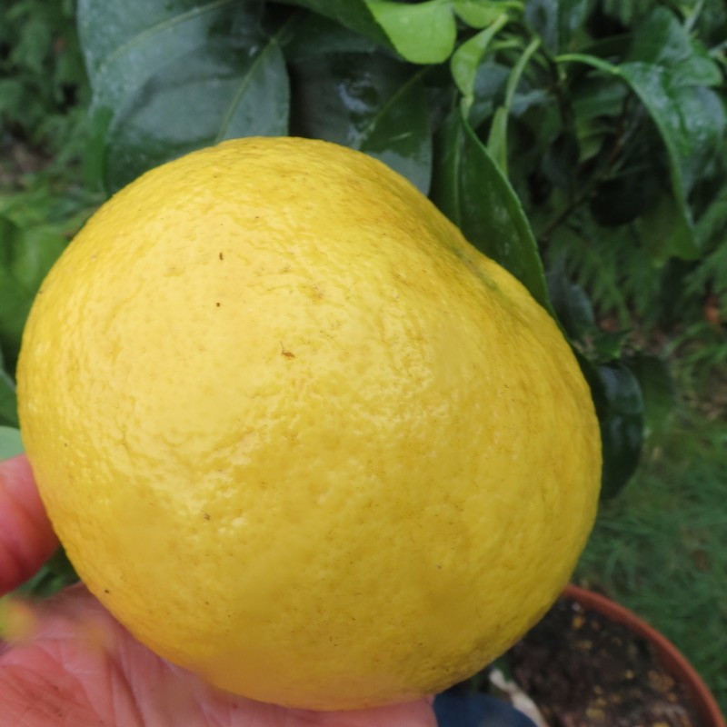 Citrus paradisi triumph