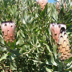 Protea laurifolia