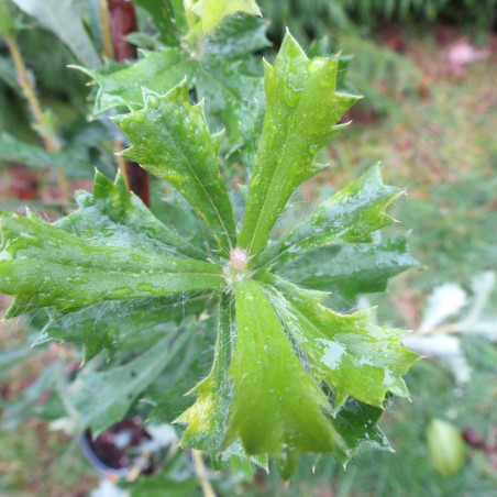 Dryandra sessilis