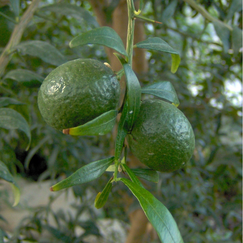 Citrus virgata