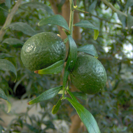 Citrus virgata