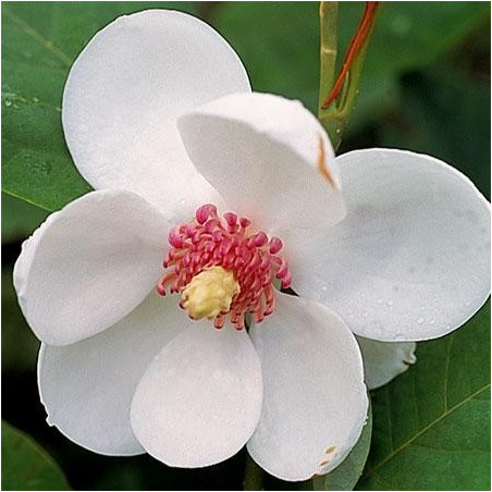 Magnolia sieboldii