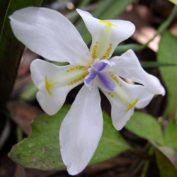 Dietes iridioides