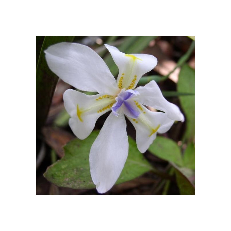 Dietes iridioides