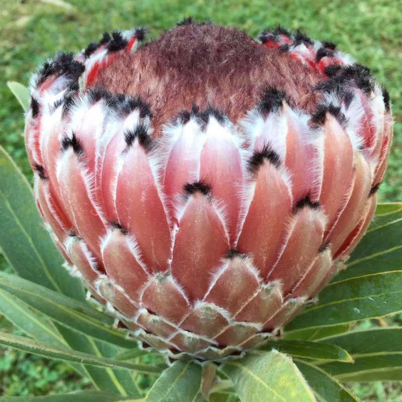 Protea 'mayday'