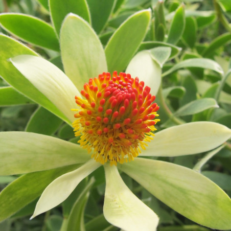 Leucadendron 'summer sun'