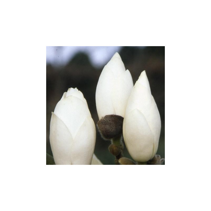 Magnolia 'lennei alba'