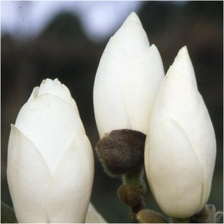 Magnolia 'lennei alba'