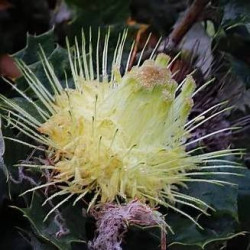 Dryandra praemorsa praemorsa