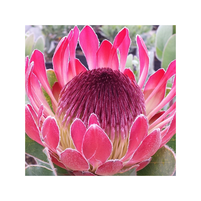 Protea cardinal