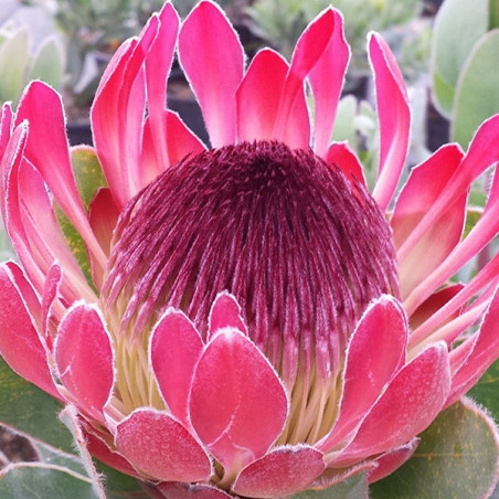 Protea cardinal