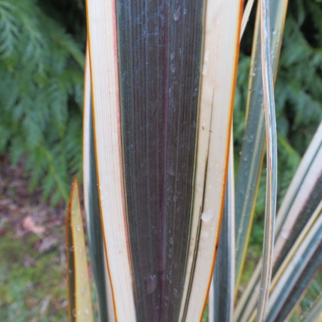 Phormium brown sugar