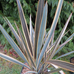 Phormium brown sugar