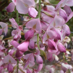 Wisteria venusta showa beni