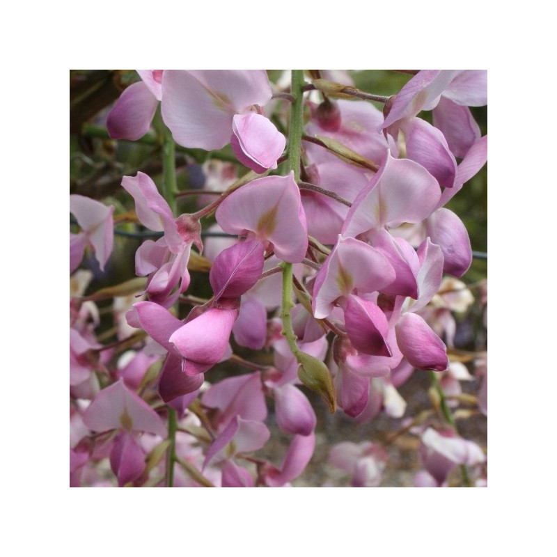 Wisteria venusta showa beni