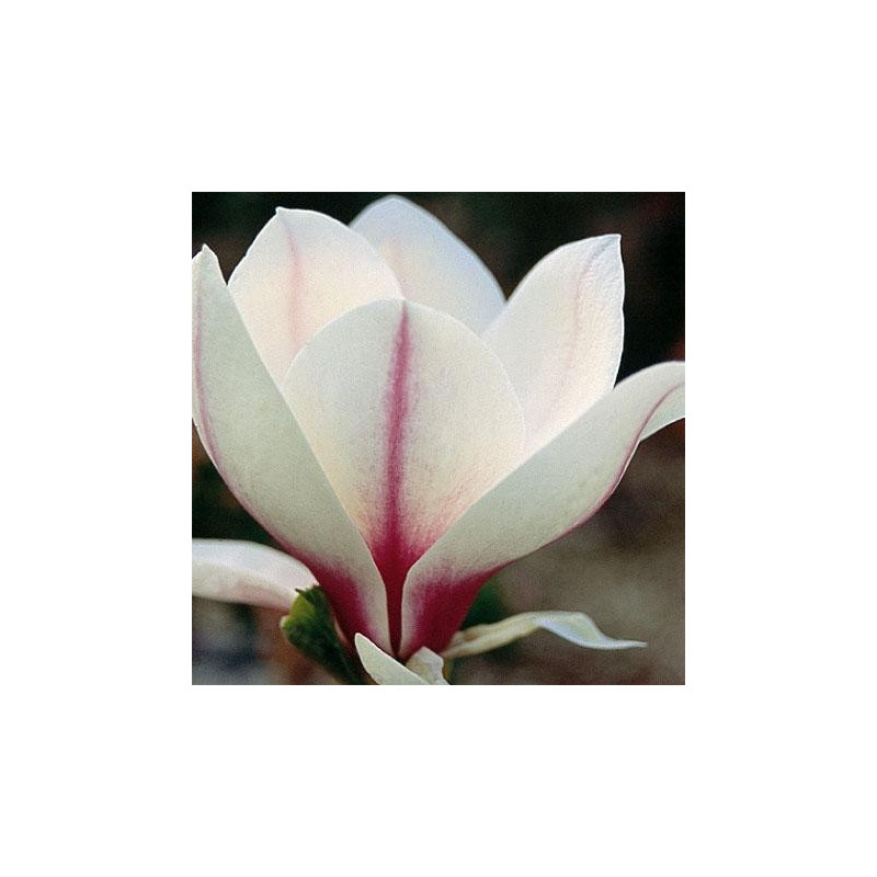 Magnolia 'picture'