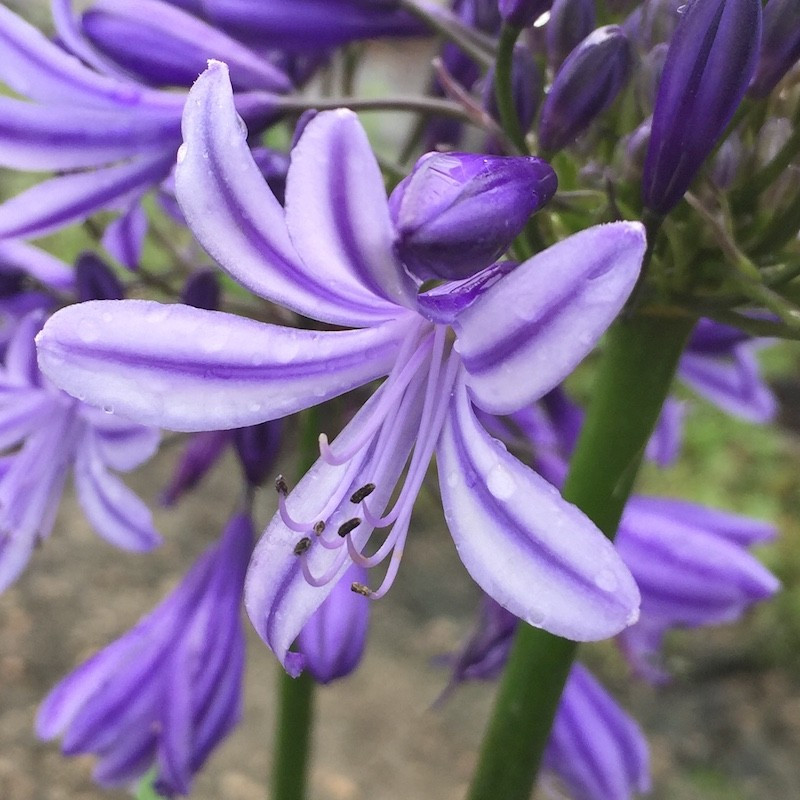 Agapanthus Louisa