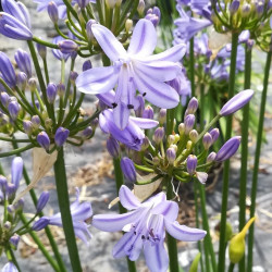 Agapanthus little amethyst