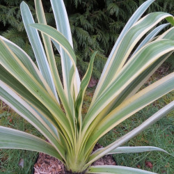 Agapanthus blue panache® baraga