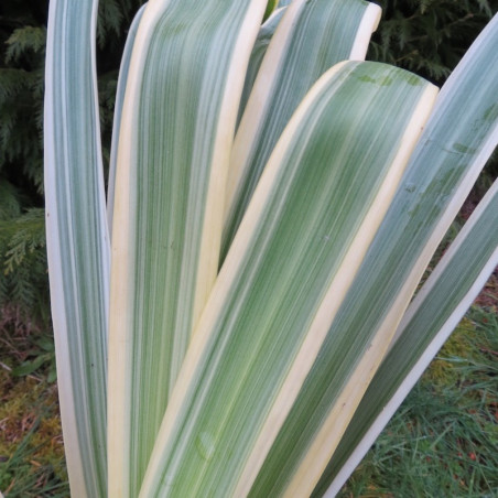 Agapanthus blue panache® baraga