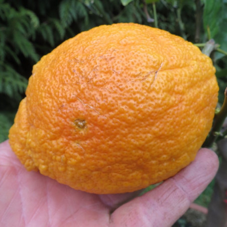 Citrus limoni medica pigmentata