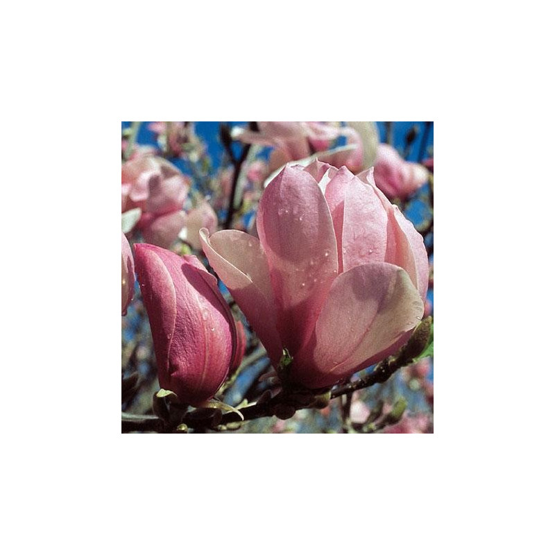 Magnolia 'pinkie'