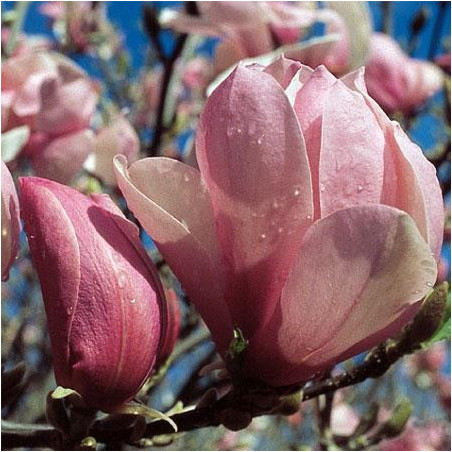 Magnolia 'pinkie'