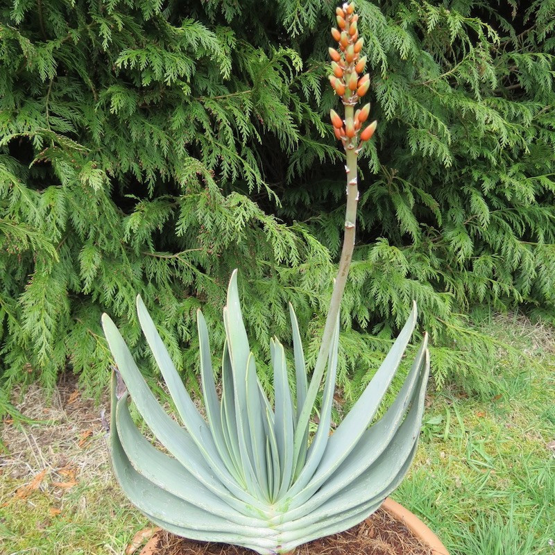 Aloe plicatilis 20 l