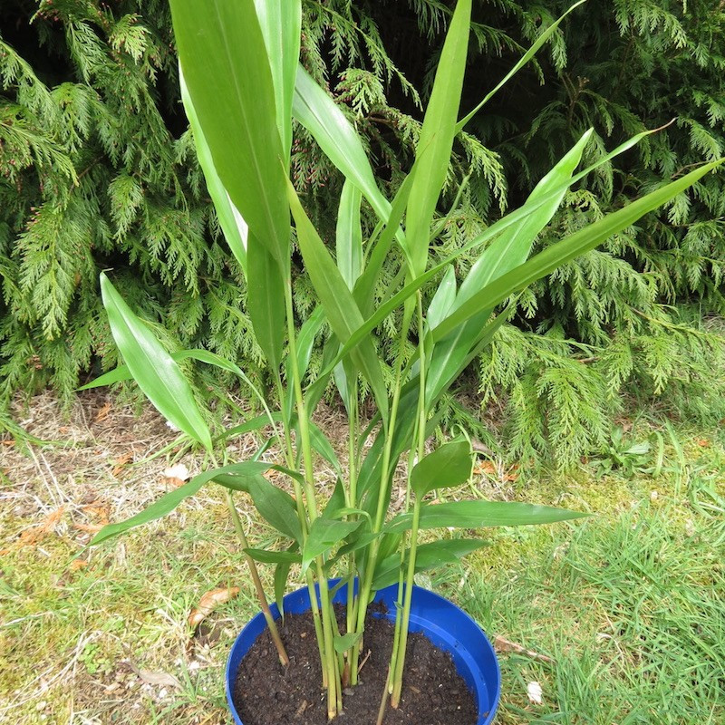 Alpinia galanga