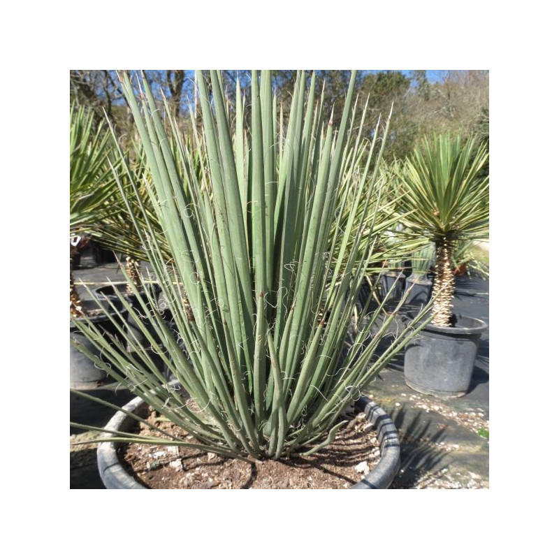 Yucca decipiens 25 l