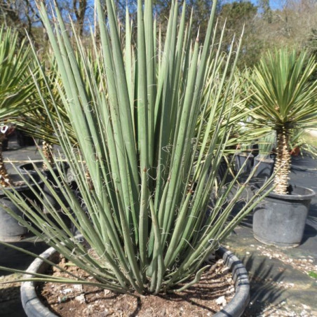 Yucca decipiens 25 l