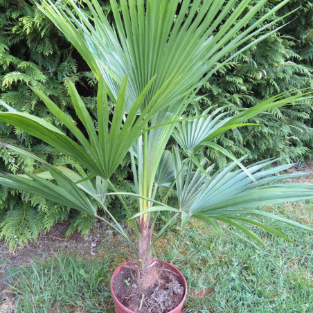 Trithrinax acanthocoma 5 l