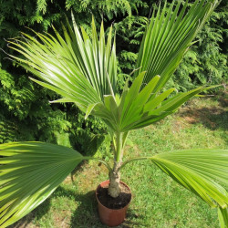 Pritchardia hillebrandii