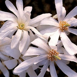 Magnolia stellata