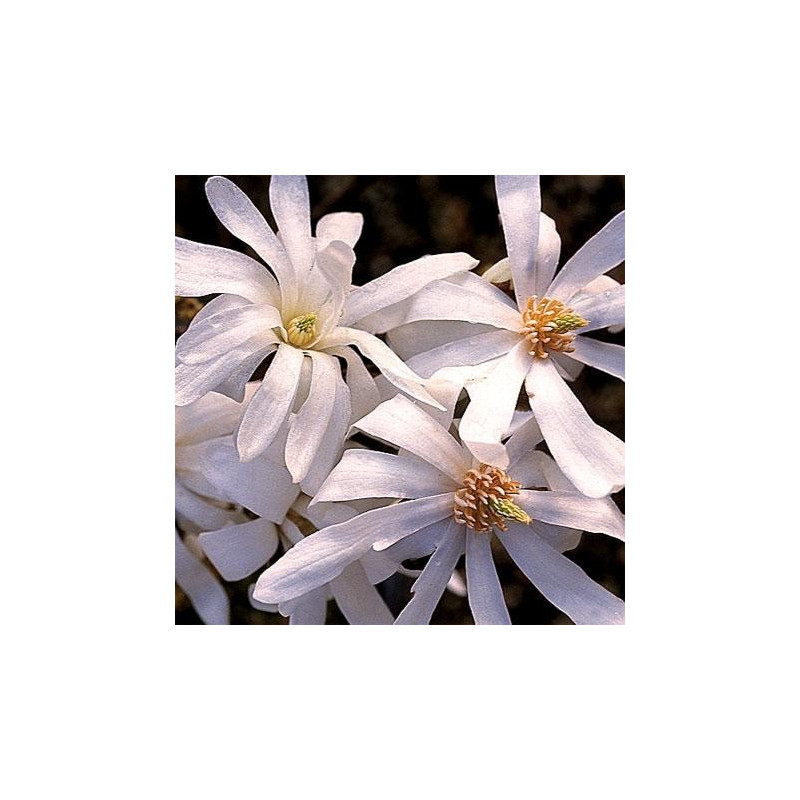 Magnolia stellata